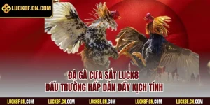 Đá gà cựa sắt LUCK8