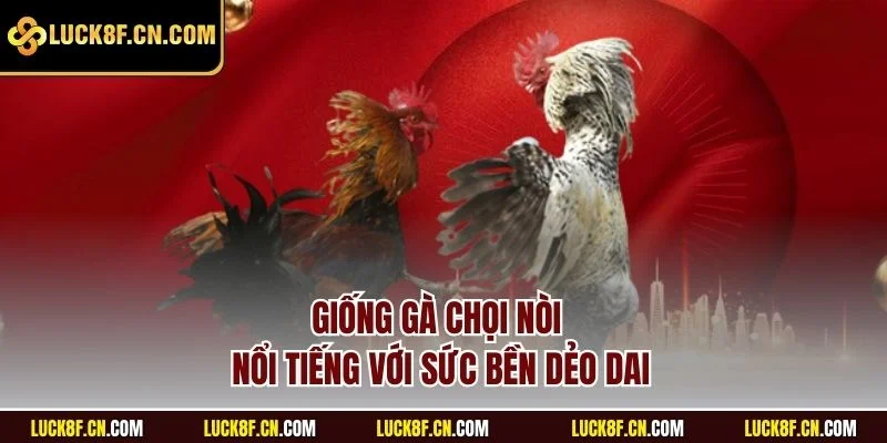 Giống gà chọi nòi nổi tiếng với sức bền dẻo dai